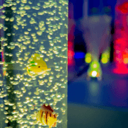 se&ntilde;al&eacute;tica, rotulaci&oacute;n y almacenamiento