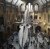 Wnętrze Muzeum Historii Naturalnej.