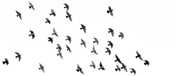 Ein Schwarm Tauben fliegt am Himmel