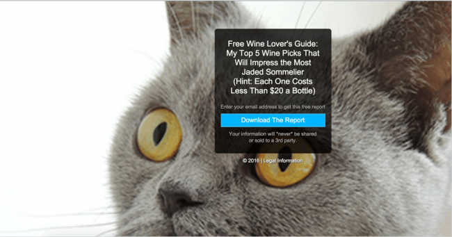 Cat and wine Cat and wine