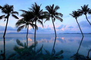 Celes Koh Samui palm trees