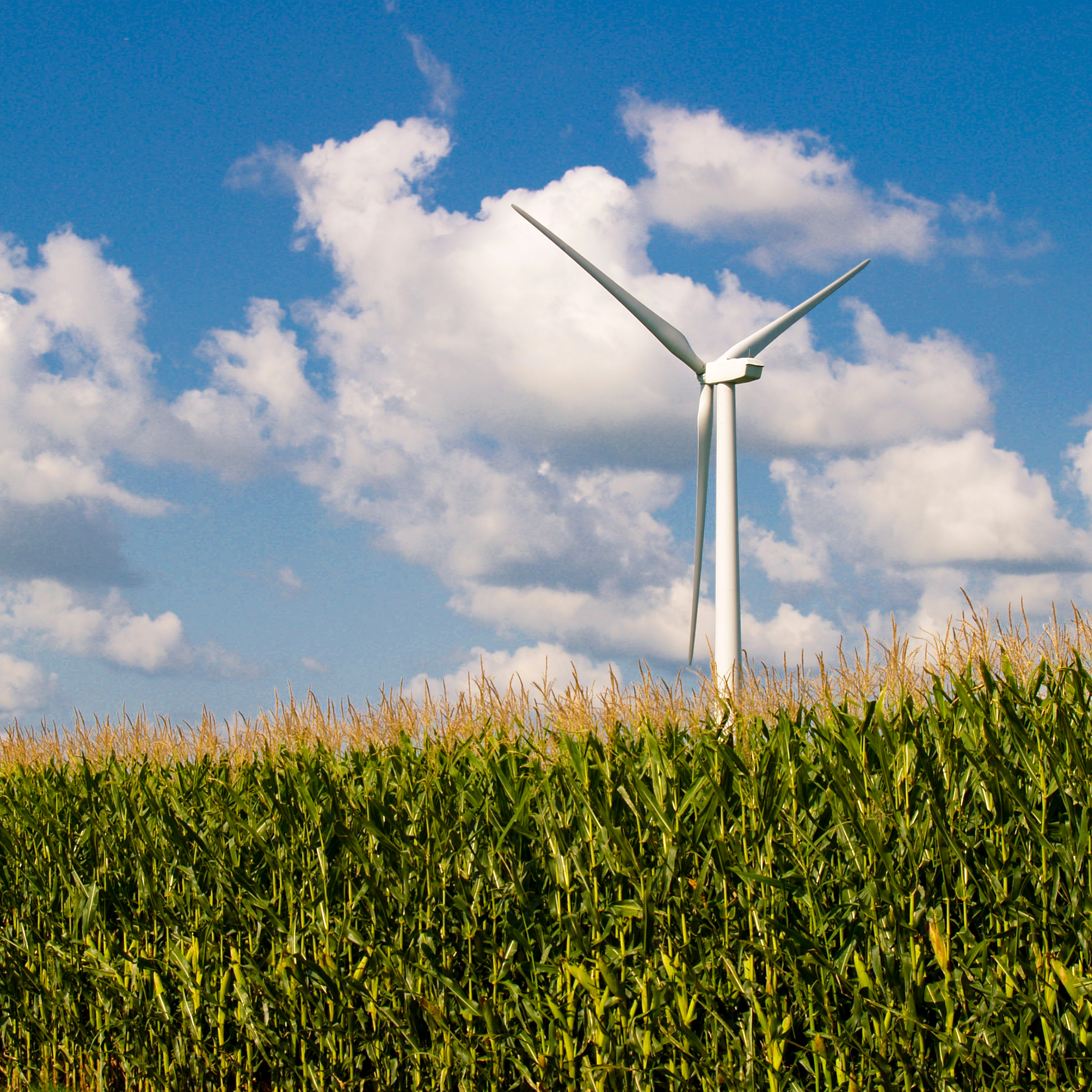 Wind turbine in corn field