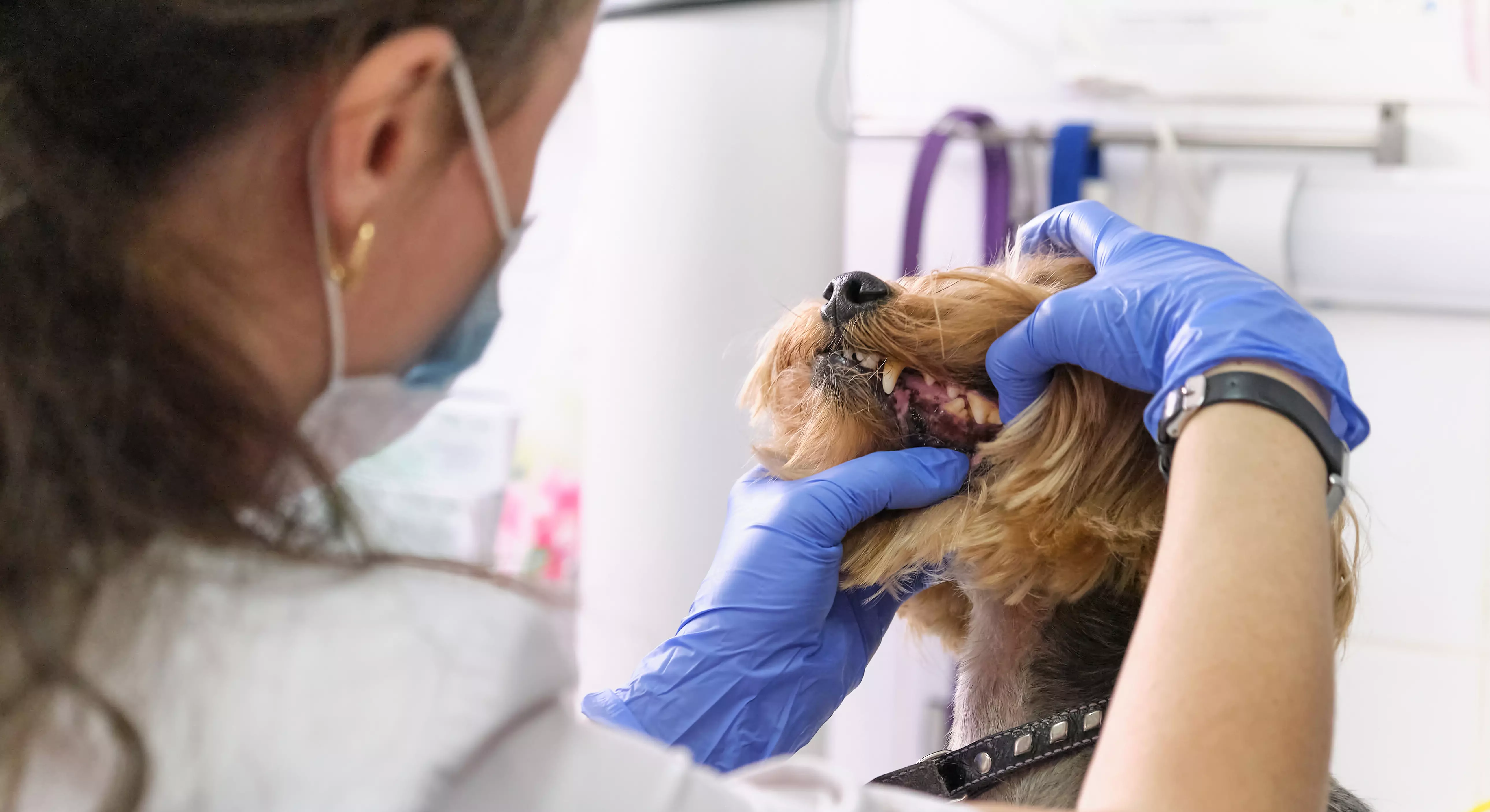 Imagem de uma veterinária examinando os dentes de um cachorro