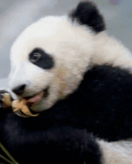 3 slide gif video highlighting China, including a panda, dancers, and a cityscape.
