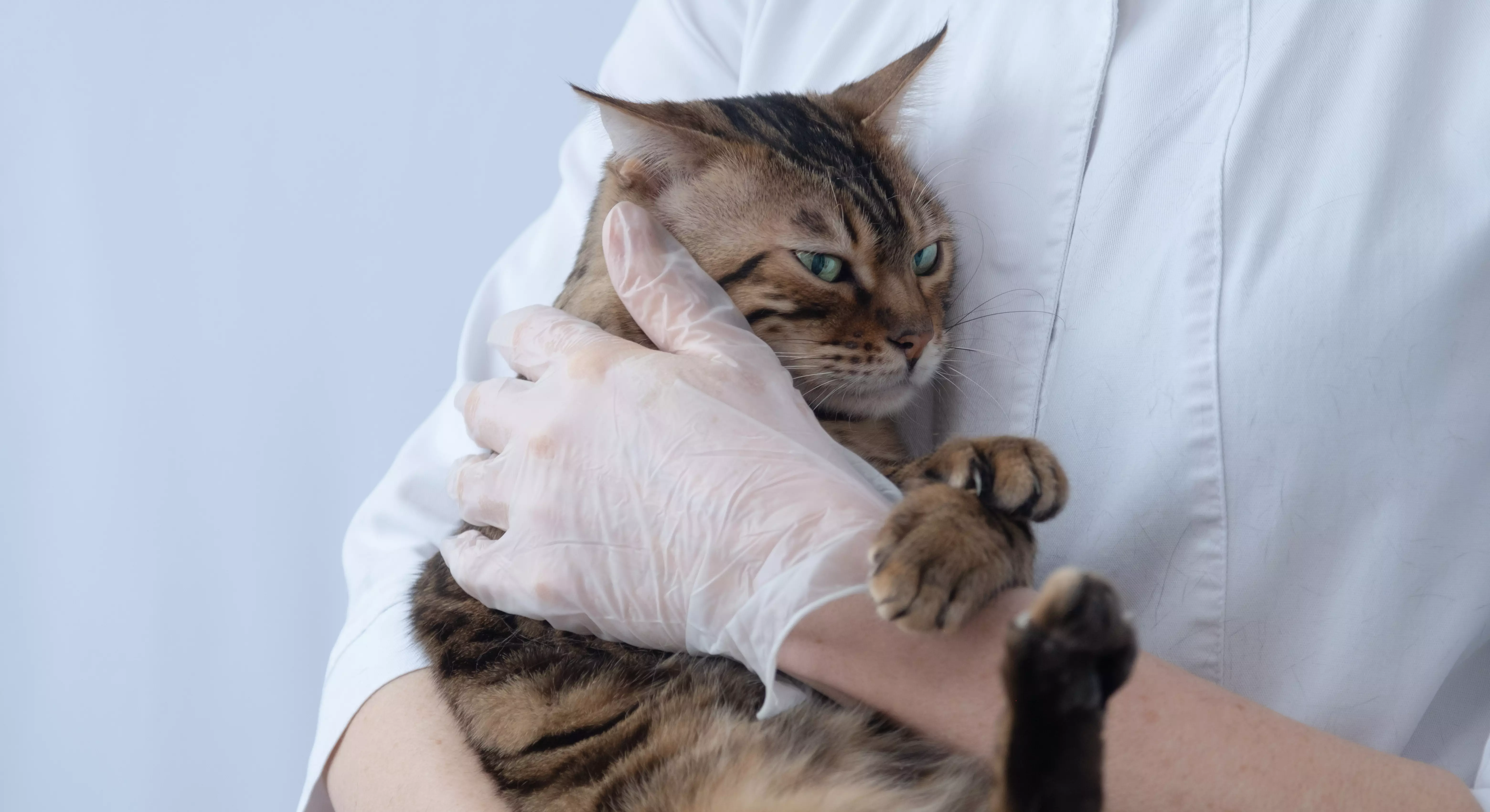 Imagem de um gato no colo de um veterinário