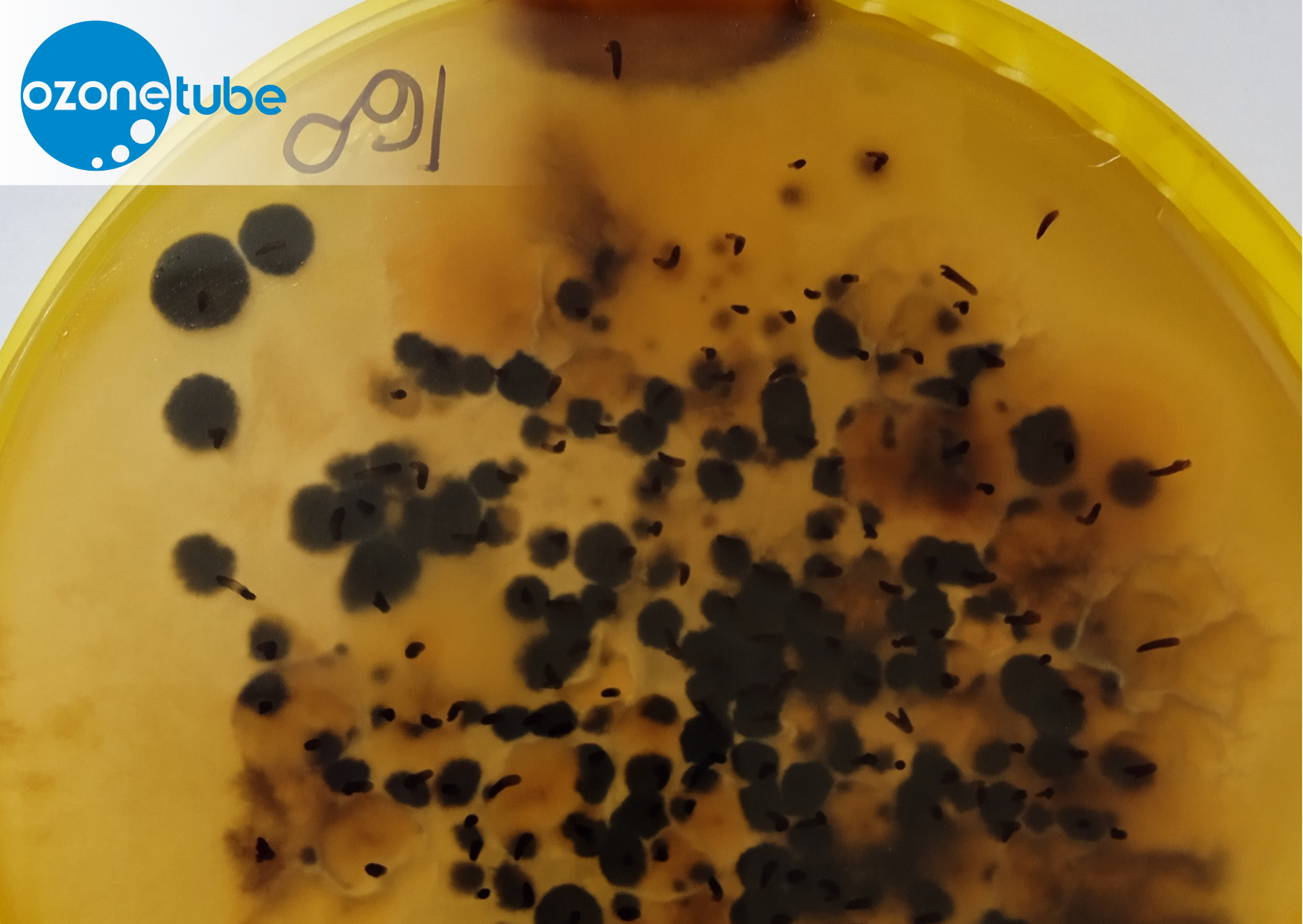 ozonetube, ozonowanie przemysłowe, czy ozonowanie jest bezpieczne, pleśń, jakie stężenie ozonu jest bezpieczne, jak usunąć zapach, ile czasu wietrzyć po ozonowaniu, ozonowanie hybrydowe ozonetube, ozonowanie przemysłowe, czy ozonowanie jest bezpieczne, pleśń, jakie stężenie ozonu jest bezpieczne, jak usunąć zapach, ile czasu wietrzyć po ozonowaniu, ozonowanie hybrydowe