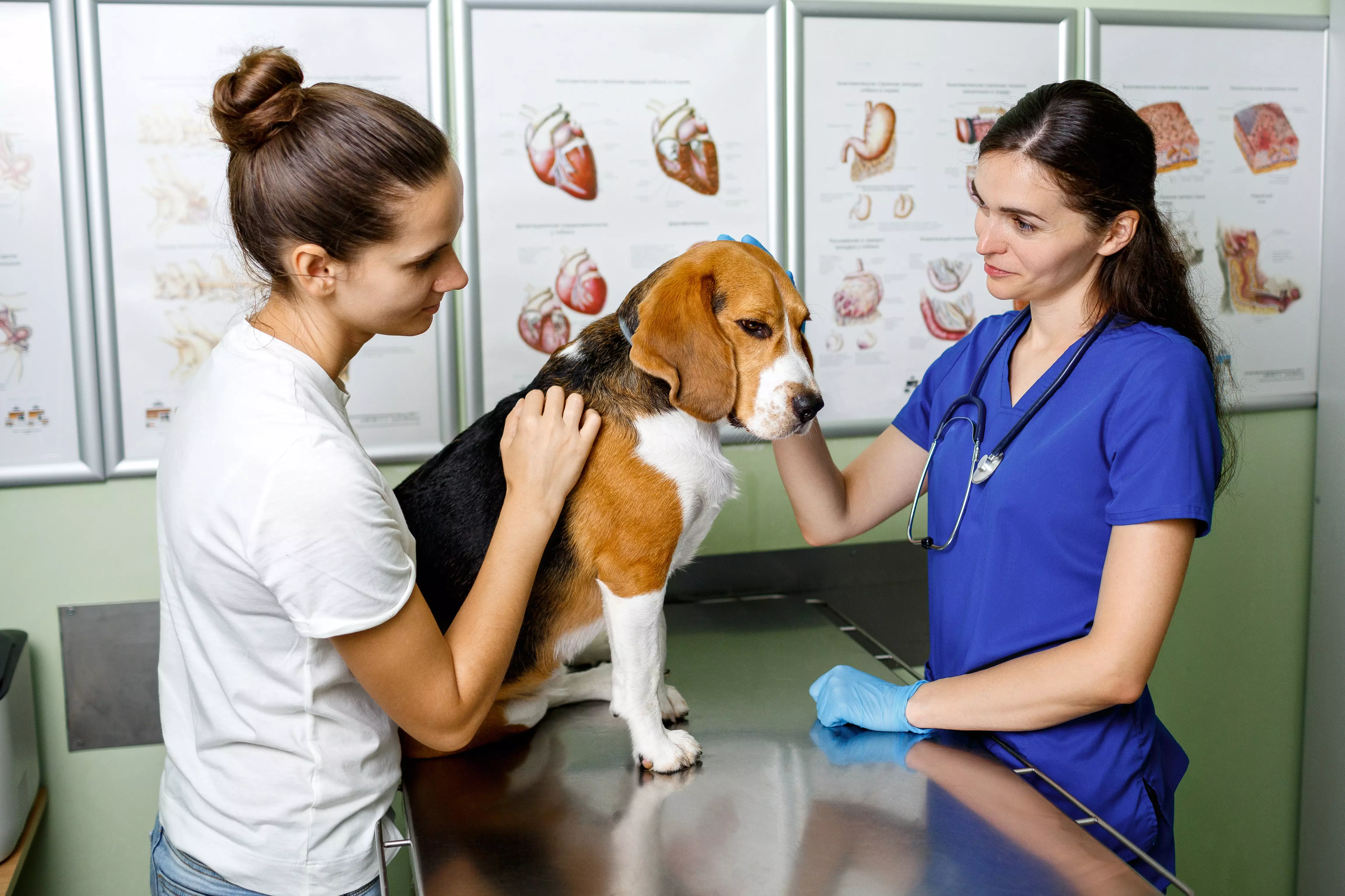 Imagem de uma veterinária atendendo um  pet