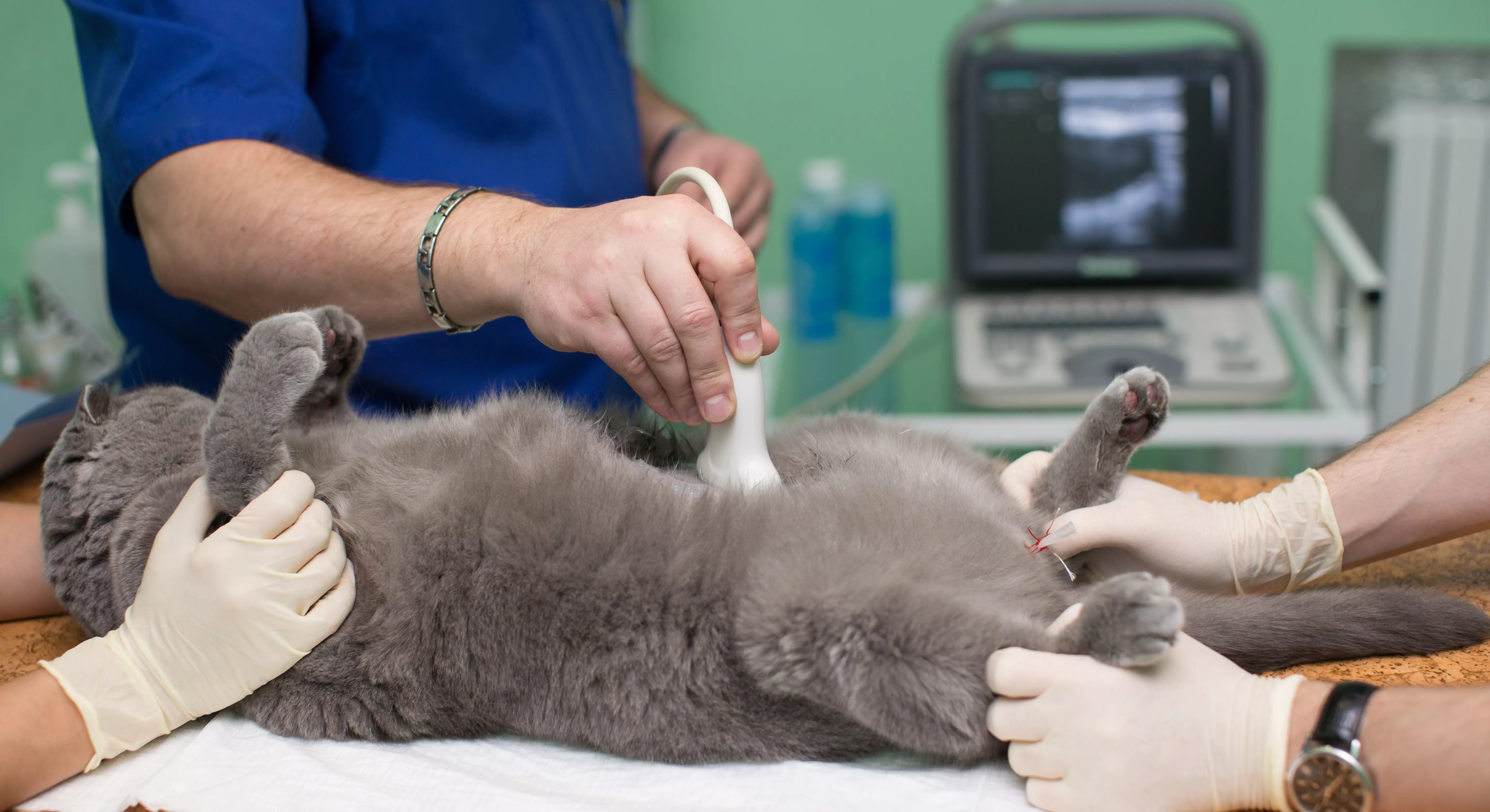 Imagem de um gato fazendo ultrassom