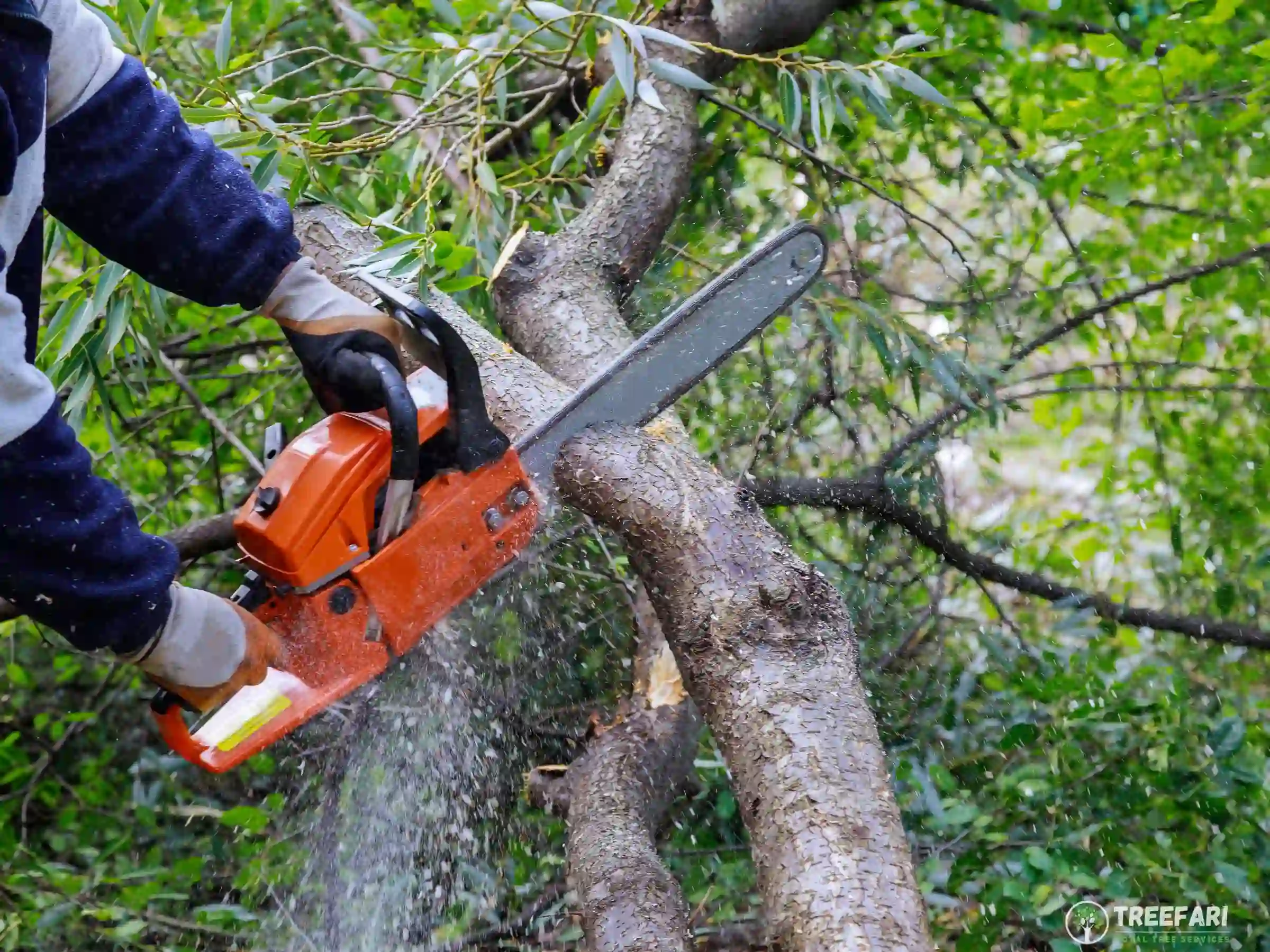 tree trimming services website