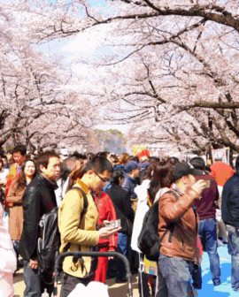 3 slide gif video highlighting Korea, including a concert, a tall building among trees, and people exploring a temple.