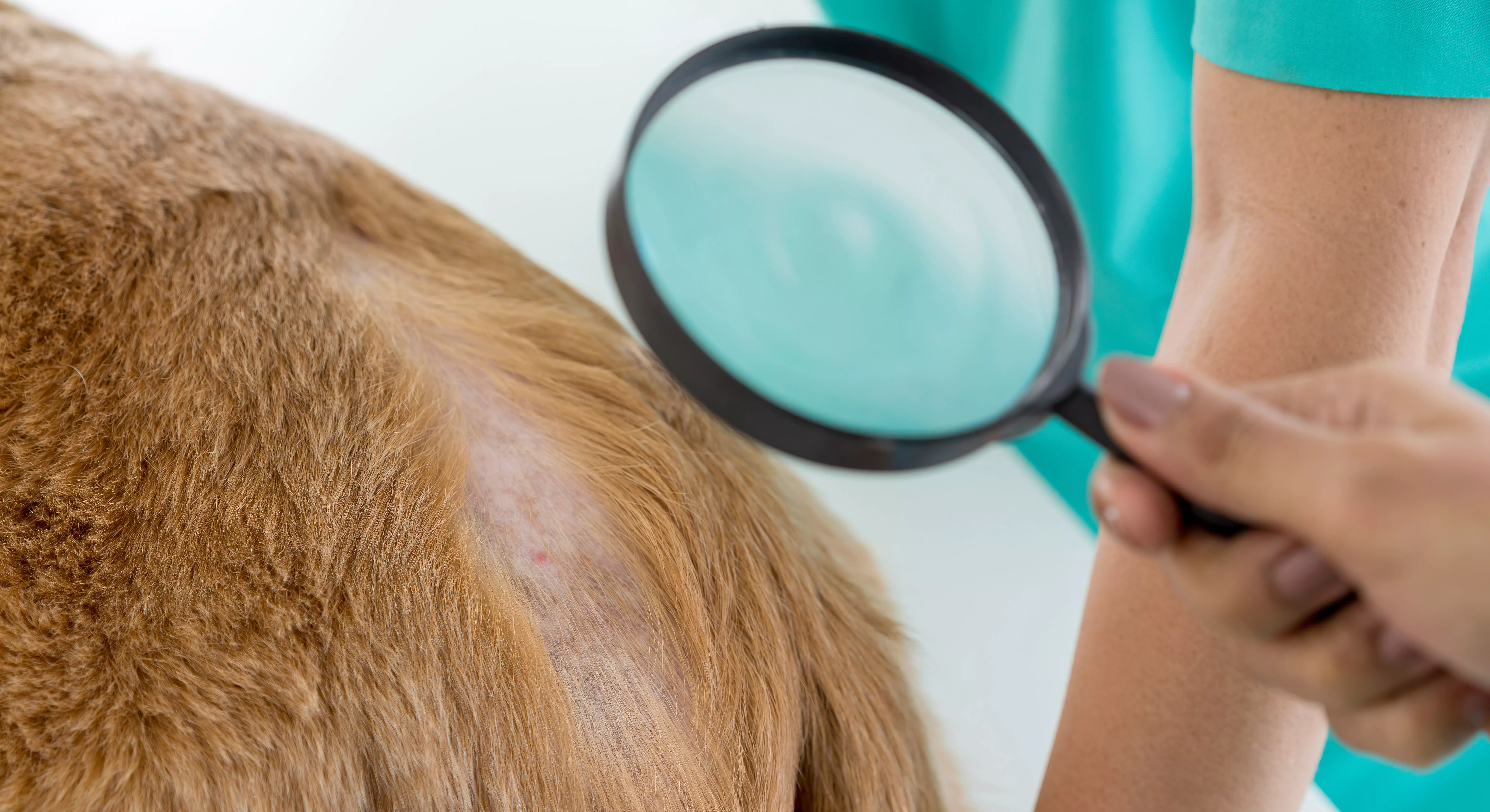 Imagem de  uma veterinária examinando a pele de um cachorro