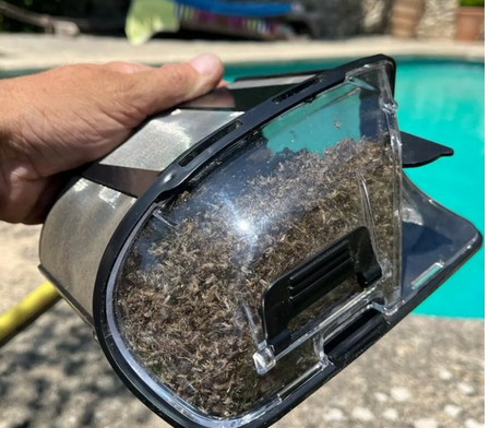 R&eacute;servoir du pi&egrave;ge plein de moustiques