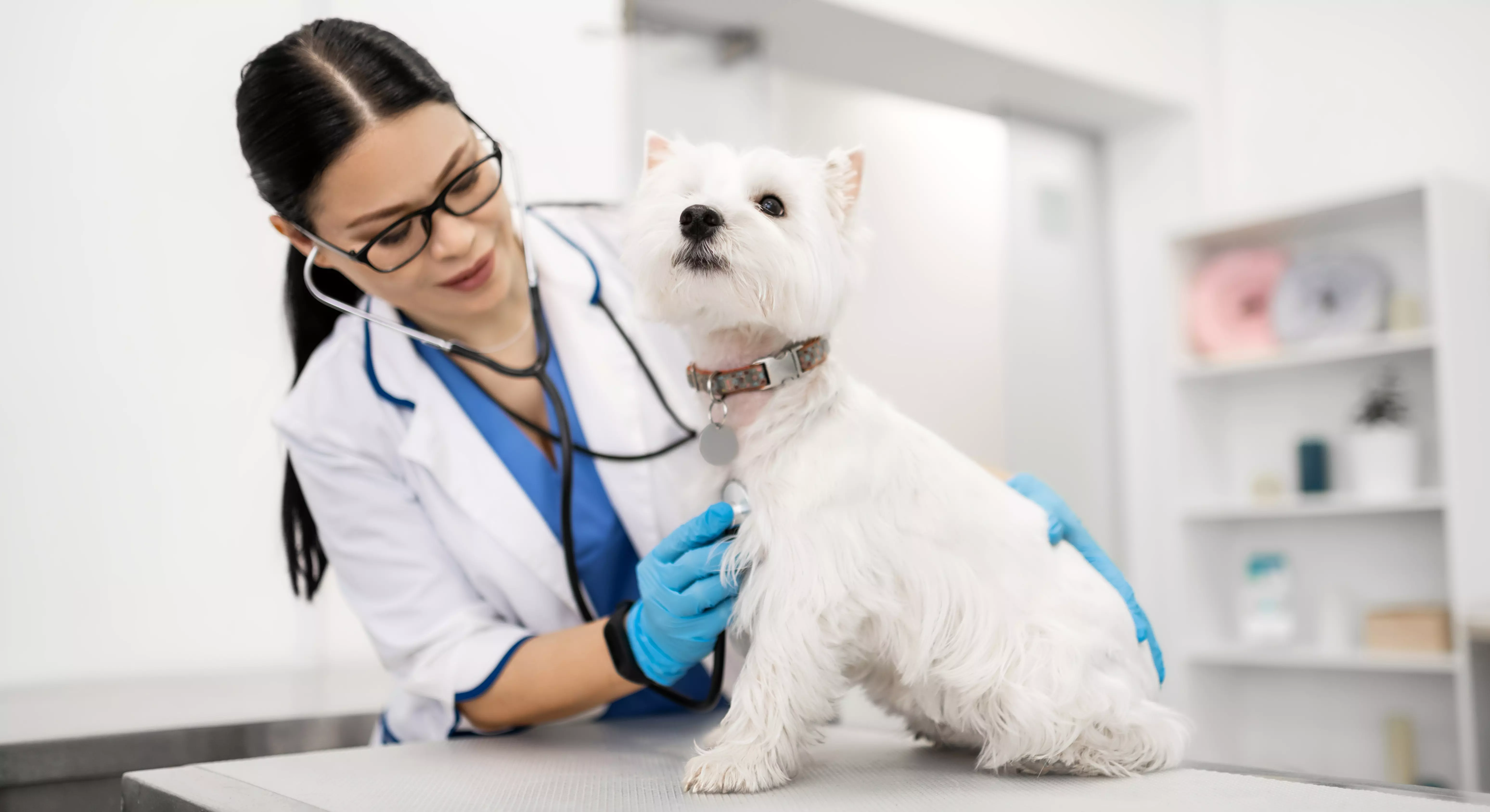 Imagem de um cachorro realizando um ecocardiograma