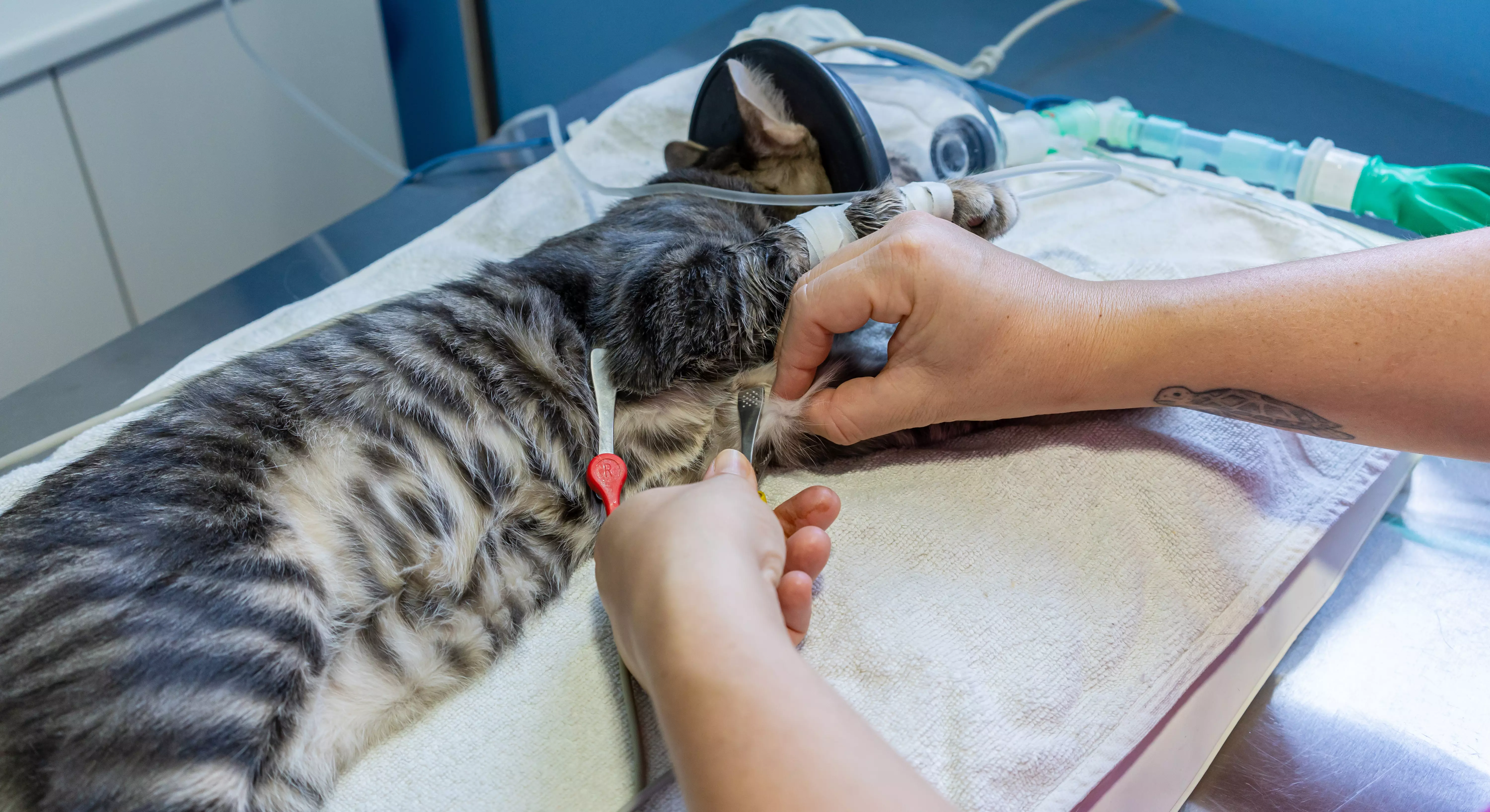 Imagem de um gato realizando um eletrocardiograma