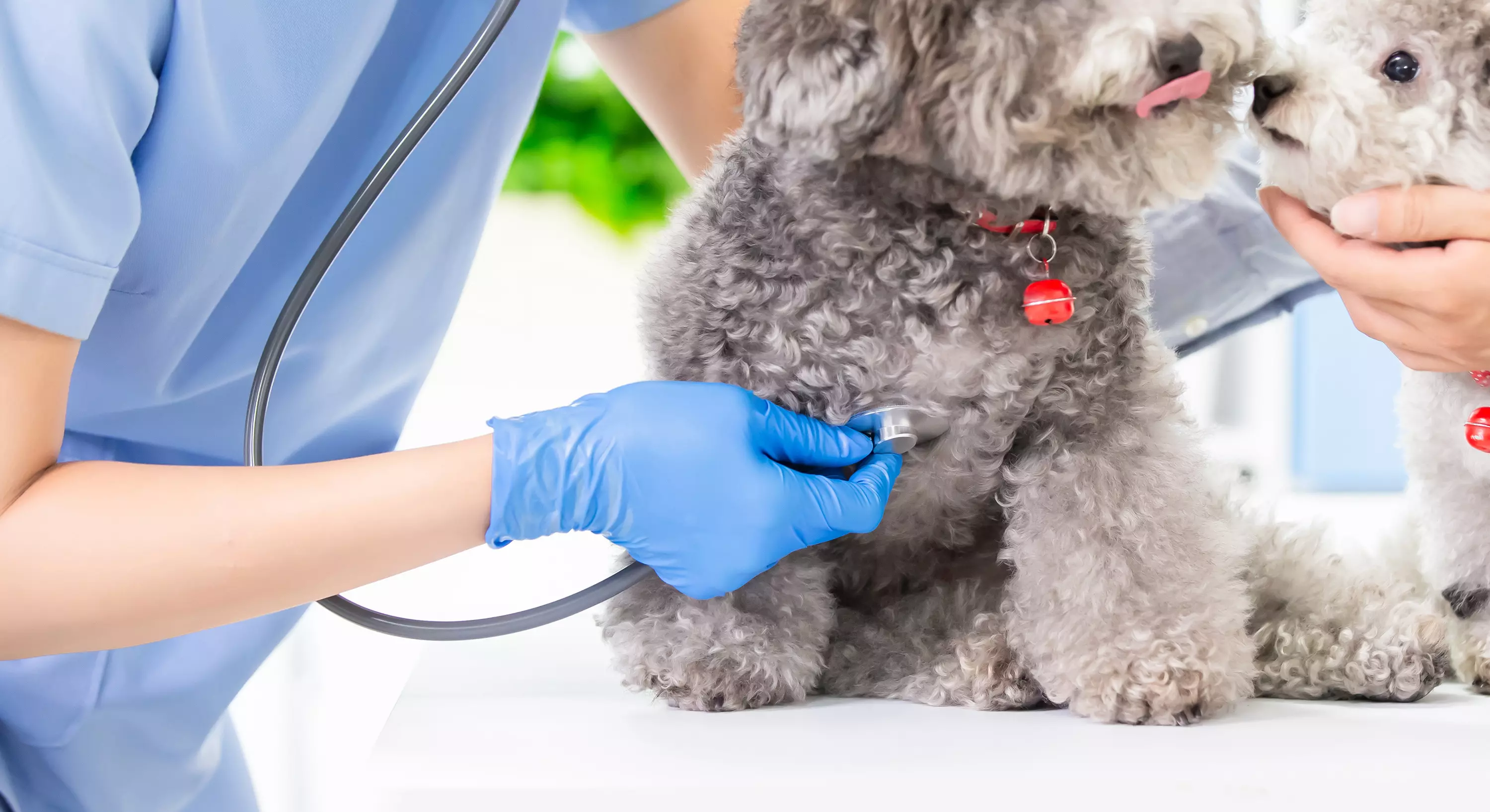 Imagem de um cachorro sendo examinado