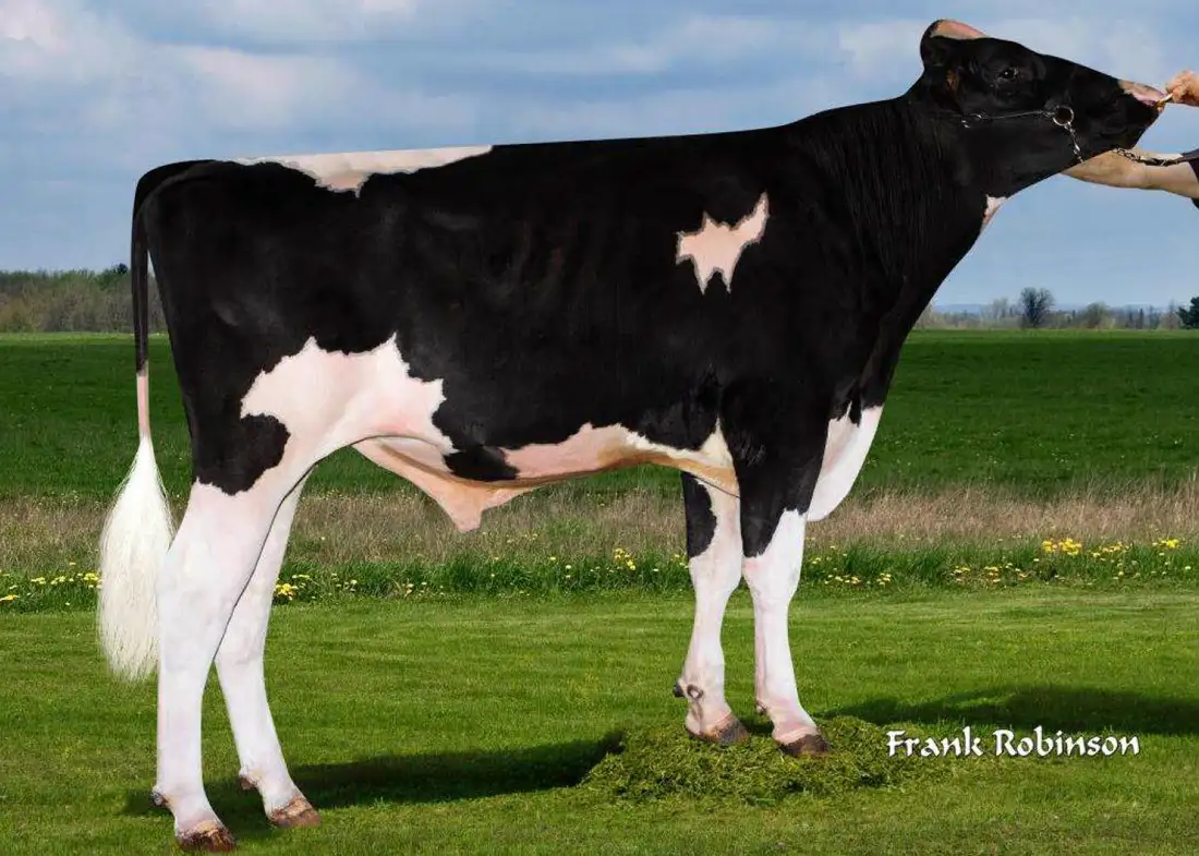 toro-mystique-costado