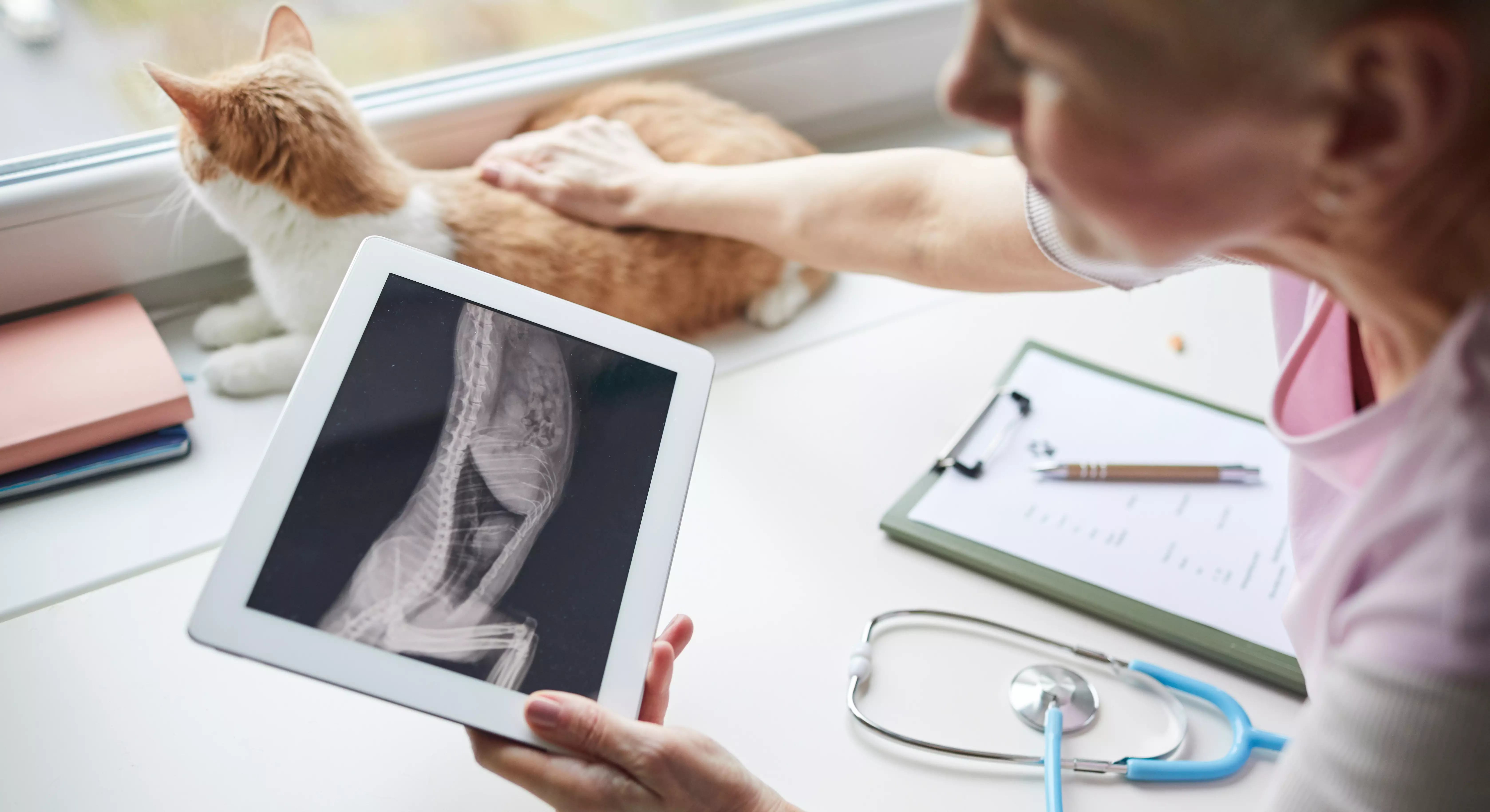 Imagem de uma veterinária vendo o raio-x de um gato