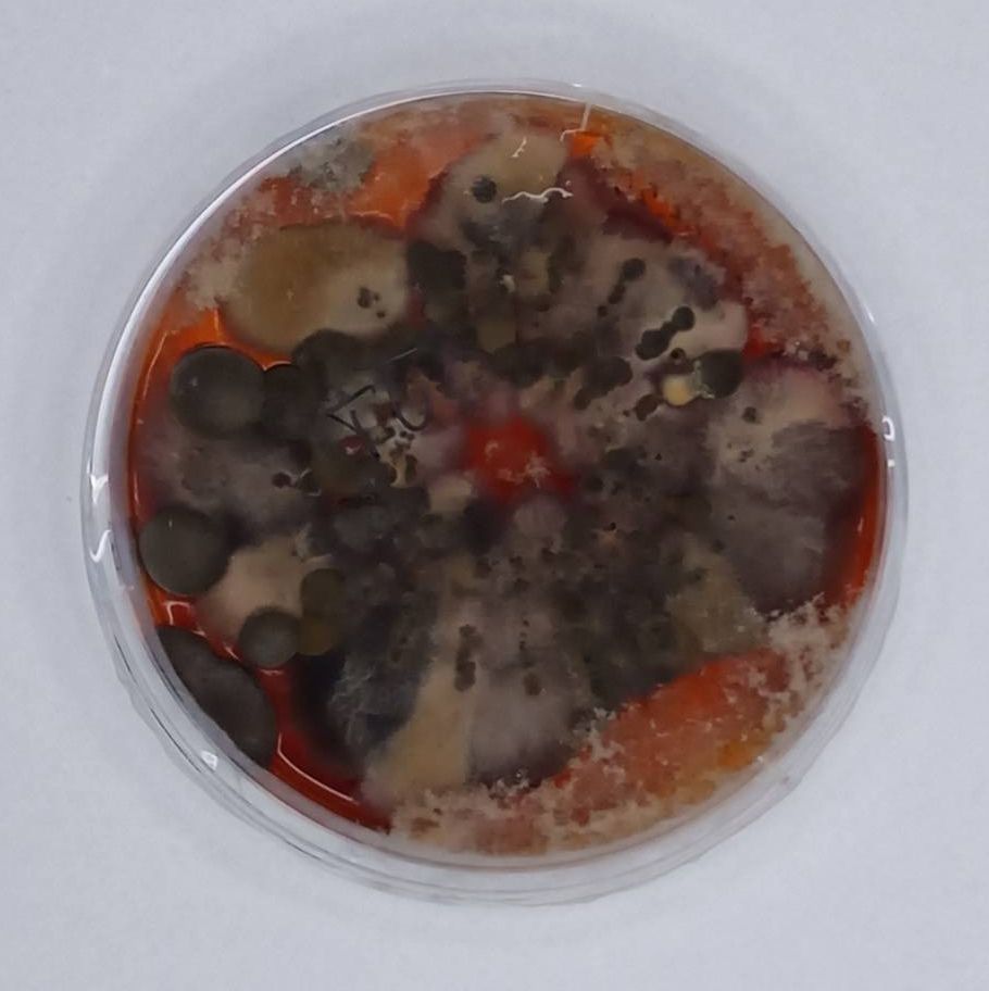 ozonetube, ozonowanie przemysłowe, czy ozonowanie jest bezpieczne, pleśń, jak usunąć zapach, ozonowanie hybrydowe ozonetube, ozonowanie przemysłowe, czy ozonowanie jest bezpieczne, pleśń, jak usunąć zapach, ozonowanie hybrydowe