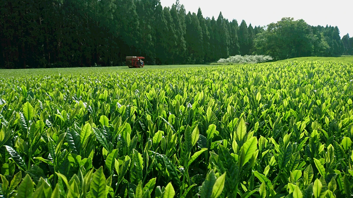 Ekologiczne uprawy matchy